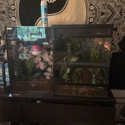 Lizard Cage 