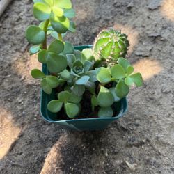 Succulent Plant $3