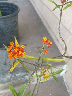 Orange Butterfly Plant