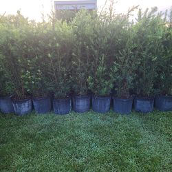 Podocarpus Privacy Plant 15g Full