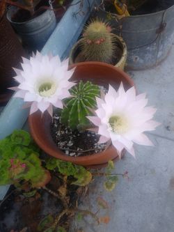 Cactus Barrel Plant. It flowers big/white.