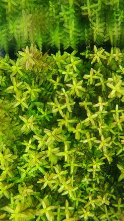 LIVE AQUARIUM PLANT
