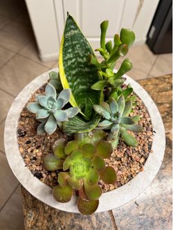 Cute Succulent Arrangement