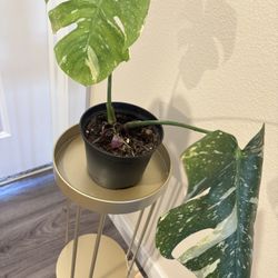 Very Aromatic Hoya Globulosa 