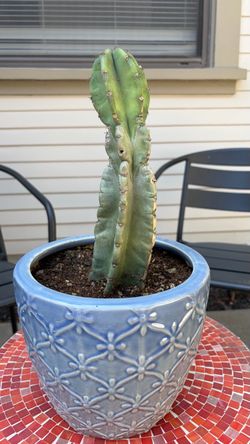 Cactus with Decorative Ceramic Pot