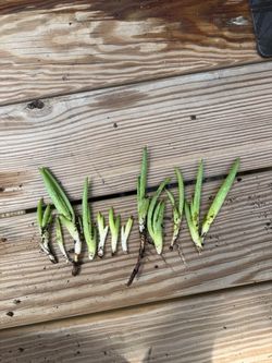 Aloe Vera Pups