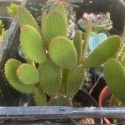 Various Succulents and Cacti Assortment 