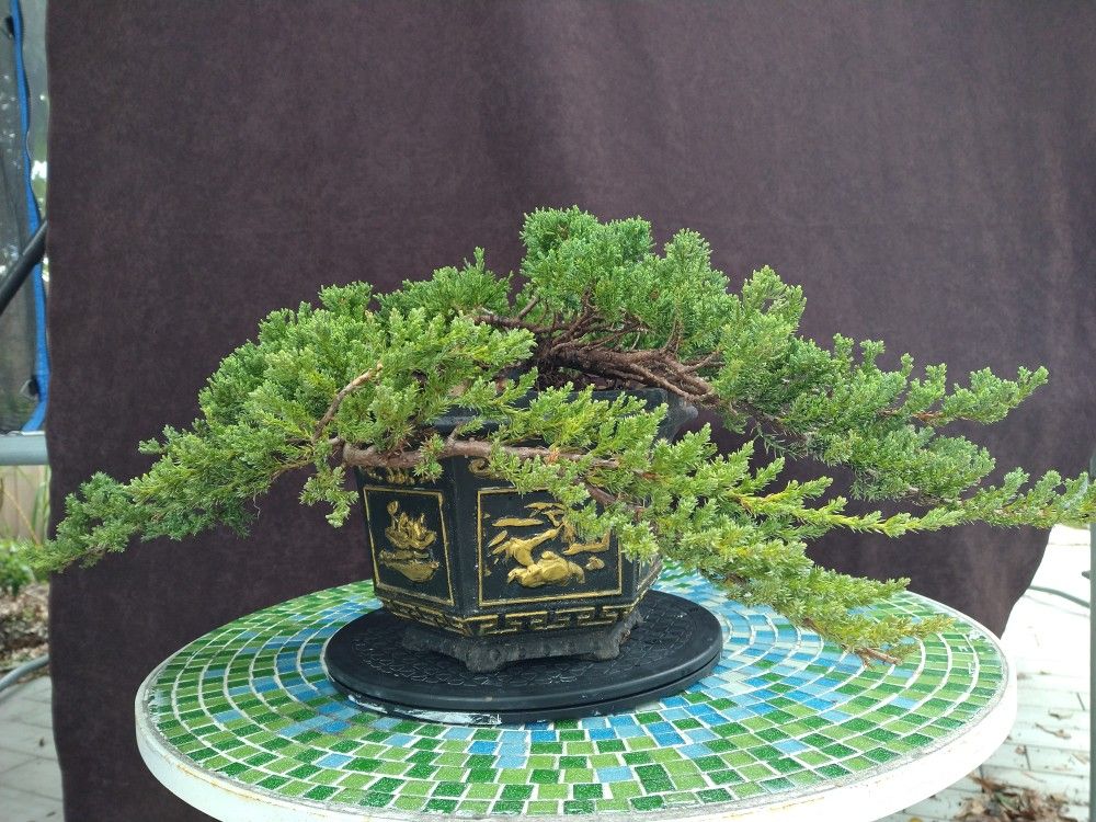Bonsai Double Cascade Style. Juniper Procumber Nana. 5 Years