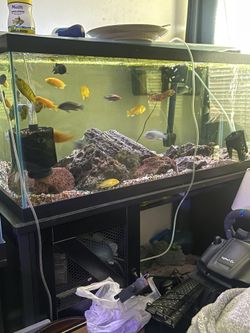 75 Gallon Fish Tank And Stand 