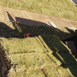 Grass Sod For Sale