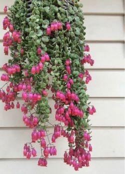 4” Kalanchoe  coral bells ( first pic is example )