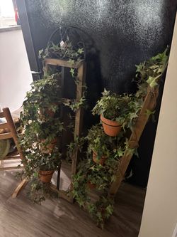 Iron and Wooden Ladder Plant Stands with Ivy Plants