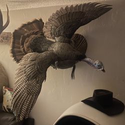 Taxidermy 