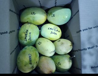Mangoes