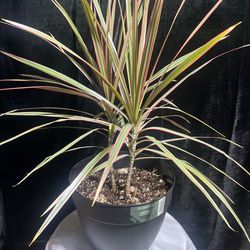 Marginata Bicolor Dragona tree Madagascar