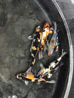 Koi