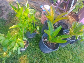 Plantas