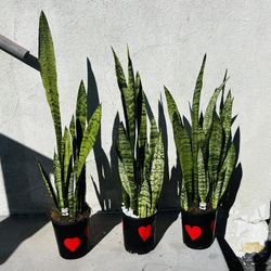  SNAKE PLANTS ALSO KNOWN AS SANSEVIERIA   The Snake Plant Is Good for Cleaning The Air.                                                              