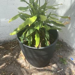 Large Plant w/ Planter
