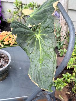 Anthurium papillilaminum FS x RL
