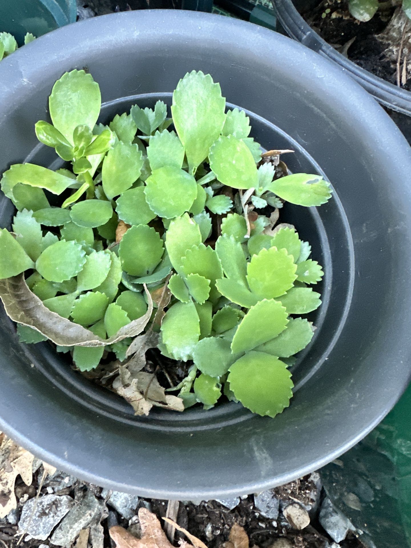 Mother Of A Thousand