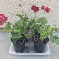 Garden Clean Out - Red Pelargonium Zonal Geranium Flowers Plants