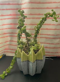 Portulacaria Afra (live succulent plant) *Also known as the plant that attracts prosperity  