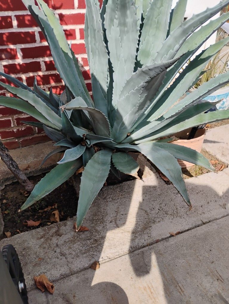 Agave Plant