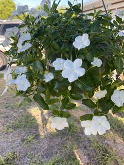 Orquídeas 🌱suculentas  Y Muchas Plantas Más 