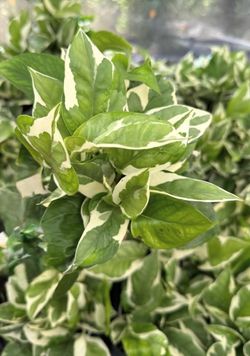 Njoy Pothos - 4inch