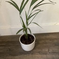 Plant For Room In Ceramic Pot