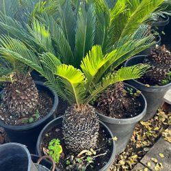 Sago Palm