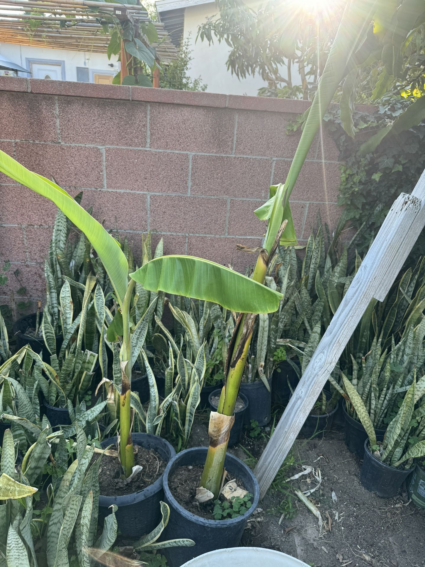 Thai Banana 