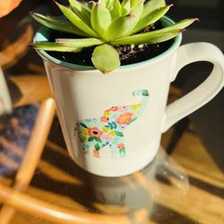 Succulent In Elephant Cup