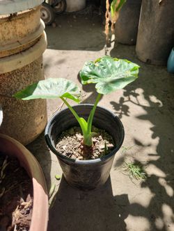Taro plant