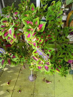 Lush Coleus Plants $7-10 depending on size, excellent price