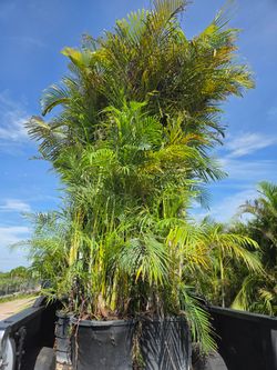 huge arecas and Christmas palms over 10  feet tall Instant privacy Hedge and decoration