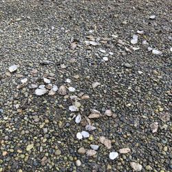 Free Oyster Shells