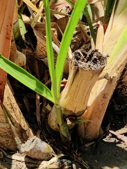 Sugarcane Sprouts.