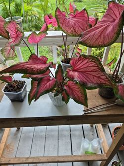 Pink Strap Sizzle Caladium