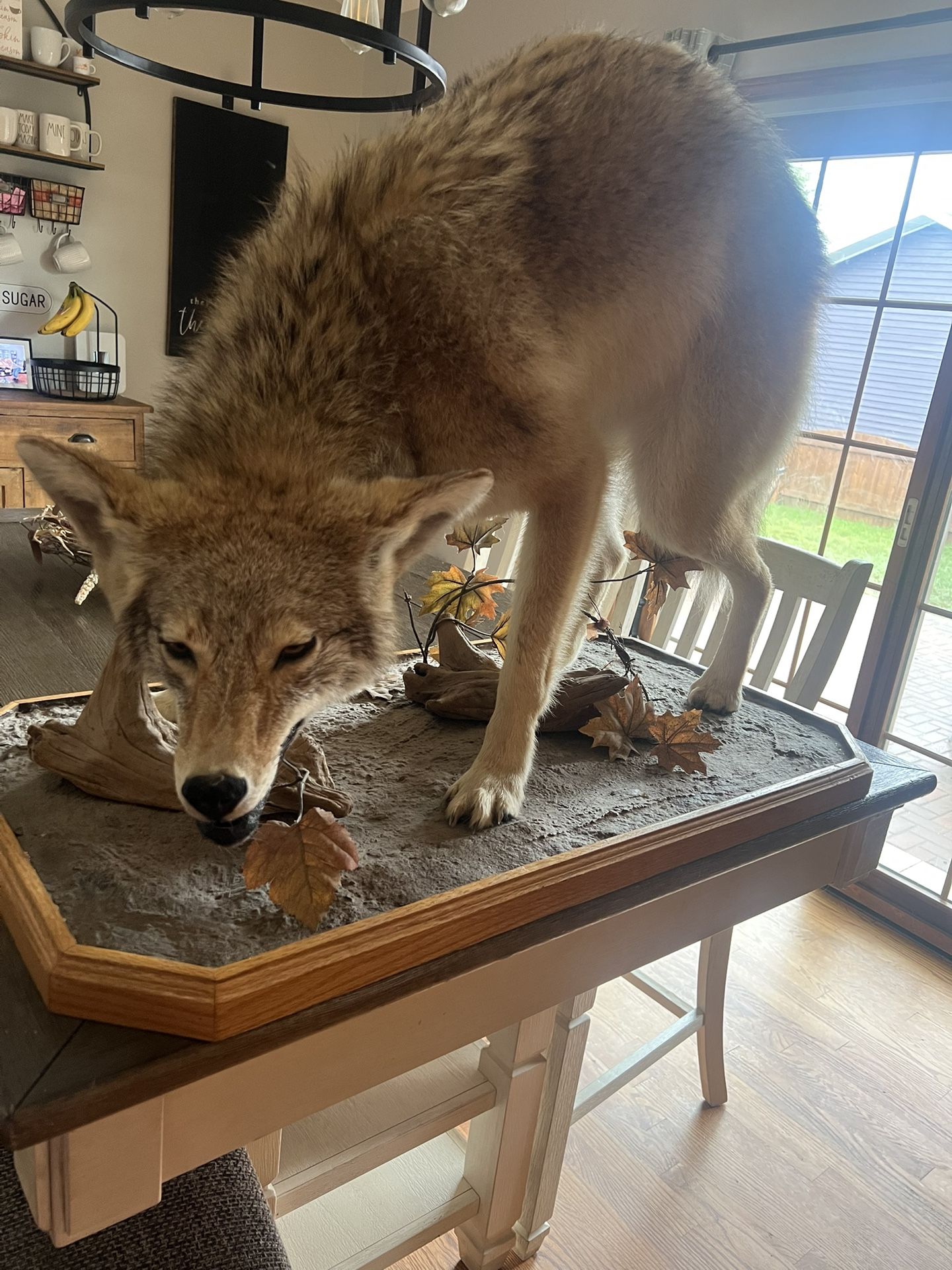 Taxidermy Full Body Coyote 