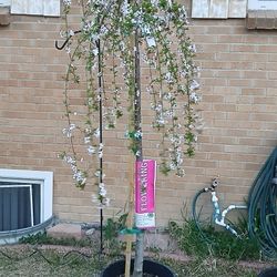 2 Trees