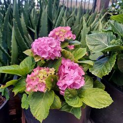 Hydrangea Plant, 4 Gallons Pot, About to be bloom. 