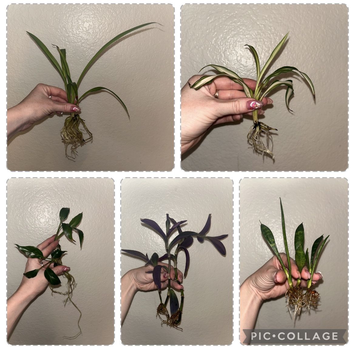 Plant Bundle