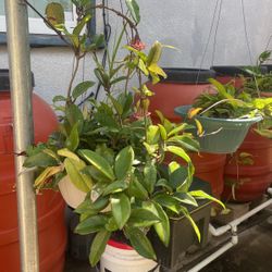Hoya Carnosa (Wax Plant, Honey Plant, Porcelain Flower, Rope Hoya)