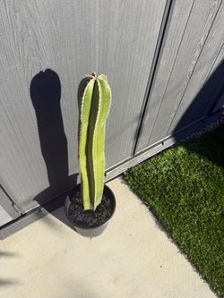 Mexican Fence Post Cactus