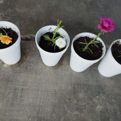 Plantas amor De Un Rato O Chisme $2 Cada Uno 