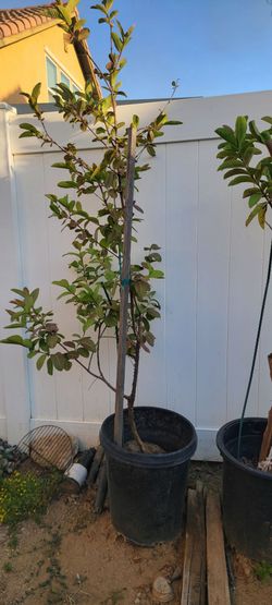 Arbol de guyaba