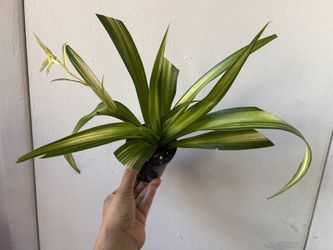 Spider Plant Read Description⤵️ I’m Not Replying Back To Hi Is This Still Available 🙄