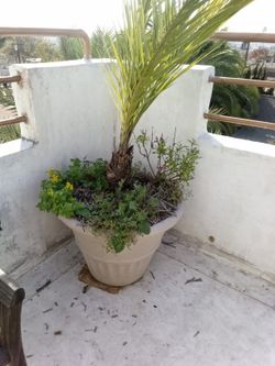 Beautiful Palm Tree About 5 Ft Tall